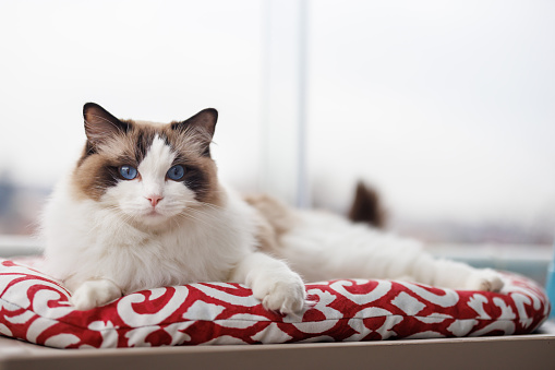 Beautiful ragdoll cat lying on his cushion by window at home