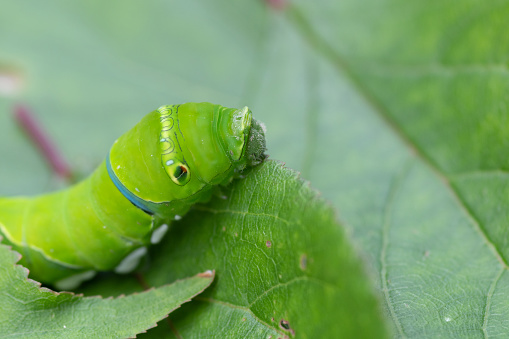 butterfly larva on leaf