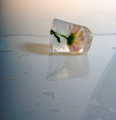 A beautiful picture by a cube of a ice flower with water drops and nice colors