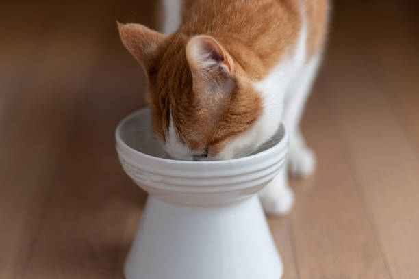 cat eating cat food