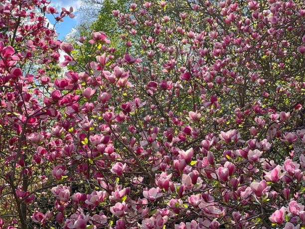 istock Magnolia pink flowers in the spring garden. 1485365665