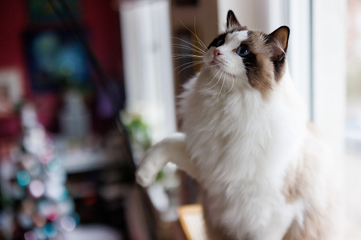 Beautiful ragdoll cat sitting and playing on window in Christmas decorated living room
