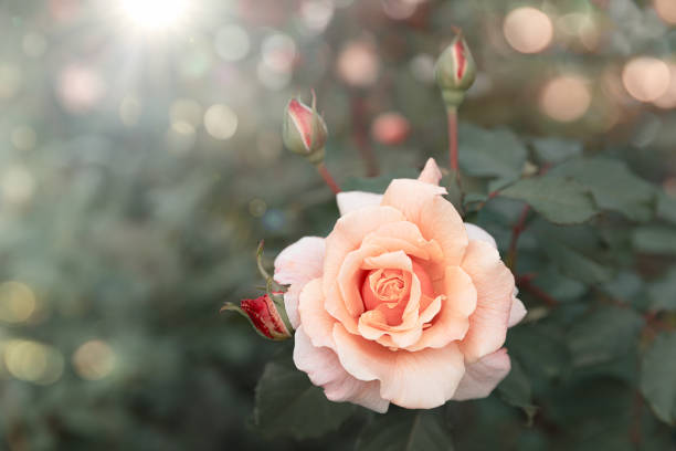 istock Beautiful Vintage Pastel Rose Flower 1485365692