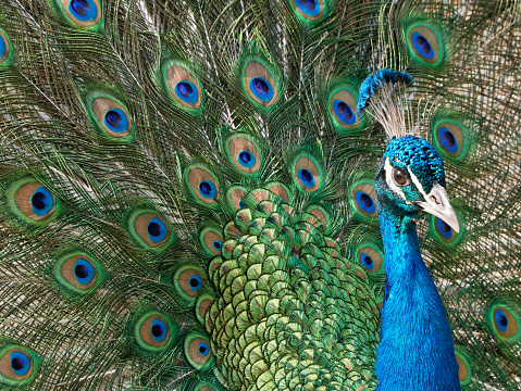 Peacock or Indian peafowl