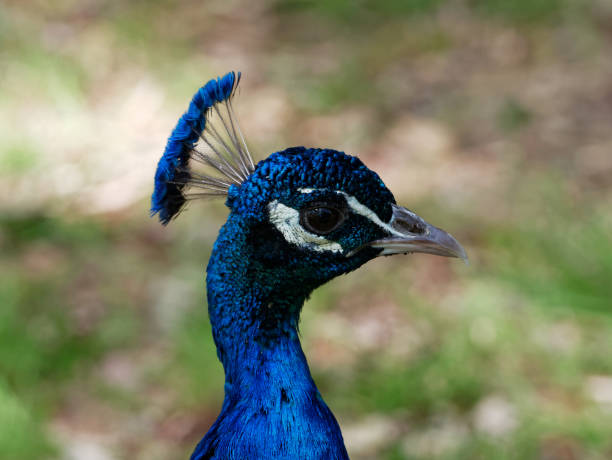 istock Peacock or Indian peafowl 1485365972