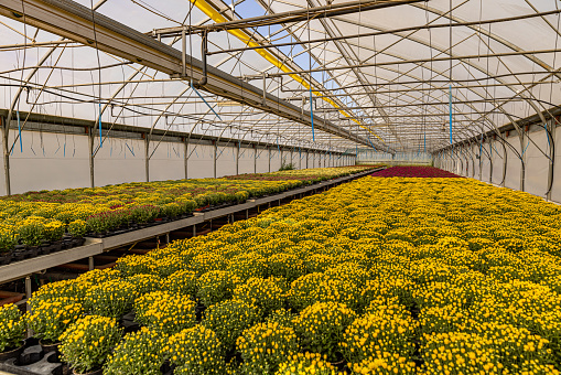 Flower nursery specialized in the cultivation of chrysanthemum flowers.