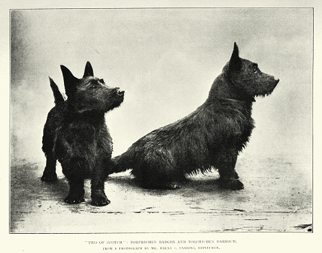 Vintage illustration of after a photograph of Two Scottish Terriers, Scottie Dog, Victorian 1890s, 19th Century