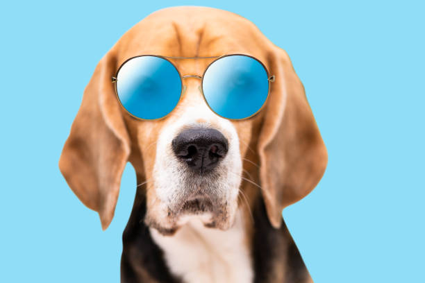 istock cute beagle dog face in sunglasses isolated 1485366298