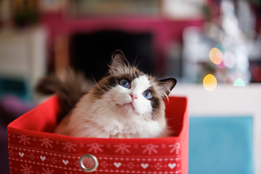 Beautiful ragdoll cat in gift box at home