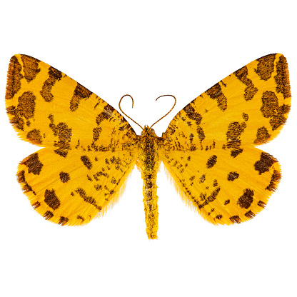 Pseudopanthera macularia, the speckled yellow moth on white background