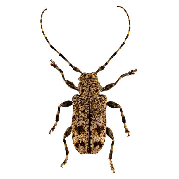 Aegomorphus clavipes or flat-faced longhorned beetle on white background