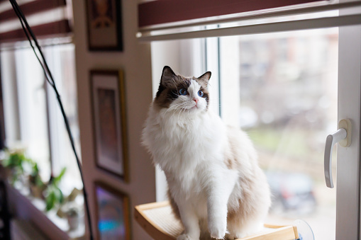 Beautiful ragdoll cat sitting on window at home
