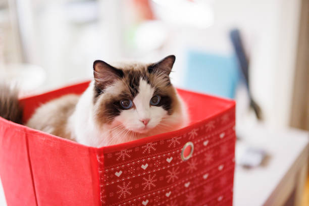 Beautiful ragdoll cat in gift box at home