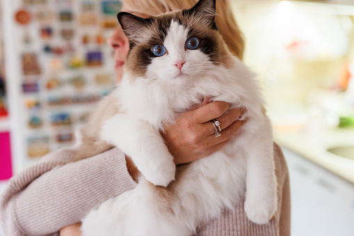 Happy mature woman hugging her ragdoll cat at home