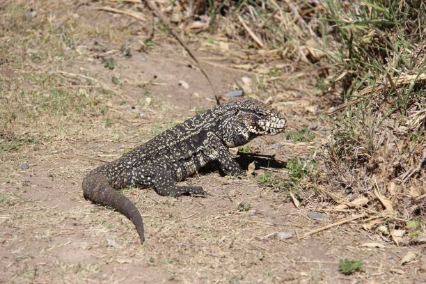 istock Argentine black and white tegu ambling along a dusty path. 1485367824