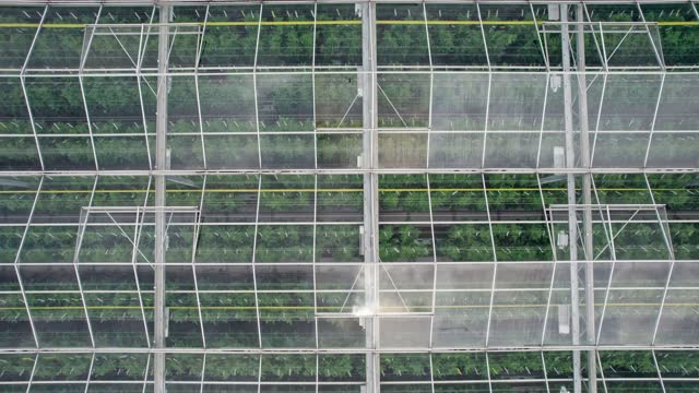 Greenhouse full of tomato plants seen from above in breathtaking drone footage