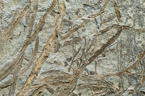 Fossilized plant, imprint on stone, abstract natural background