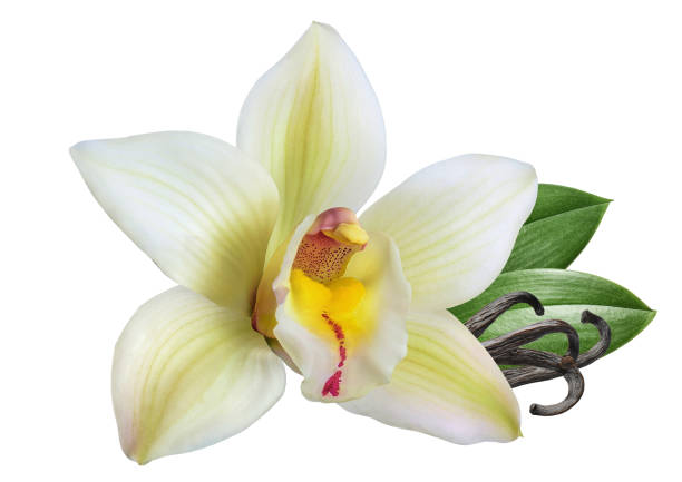 Dried vanilla sticks and orchid vanilla flower.