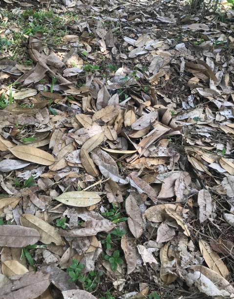 istock landscape of dry fallen grass 1485370120