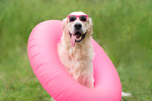 A dog wearing sunglasses and a swim lap sits on the green grass in the summer. A happy golden retriever gets ready to go swimming.