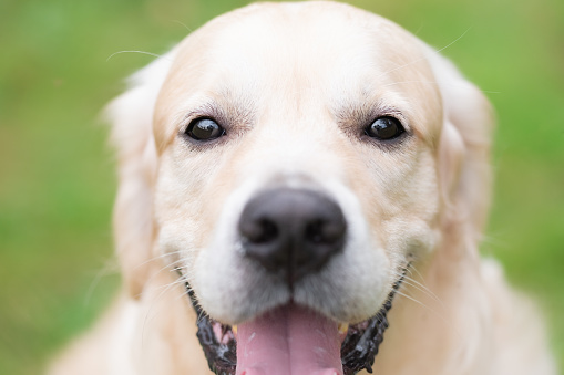 Cute sad  labrador dog portrait close up view on blurred  background