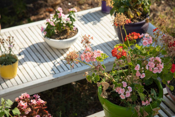 istock beautiful flowers in summer 1485371138