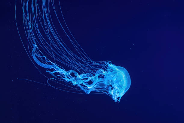 istock Fluorescent jellyfish swimming underwater aquarium pool with blue neon light 1485372952