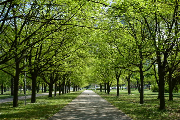 istock alley in the park in spring 1485372971