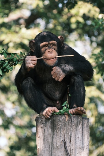 A chimpanzee perched on a tree log, snacking on foliage