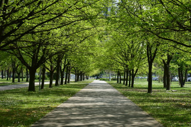 istock alley in the park in spring 1485373516