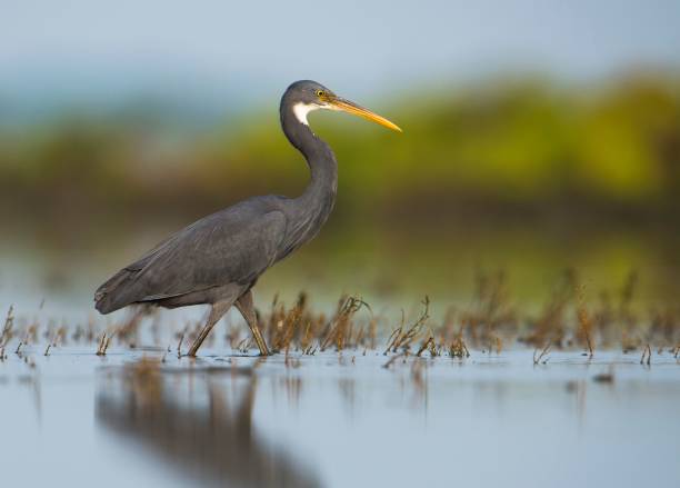 istock Western reef heron perched in shallow water at low tide 1485374437