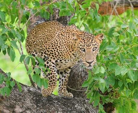 A leopard walking among bushes getting ready to attack