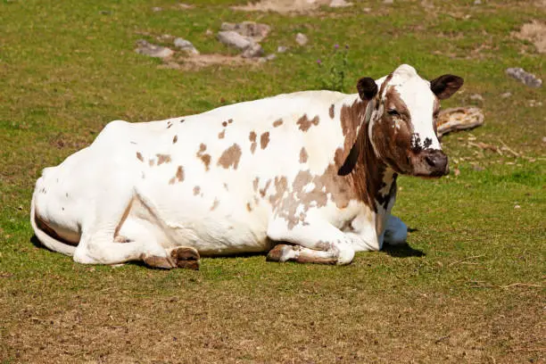 a large white cow lying and resting on the grass