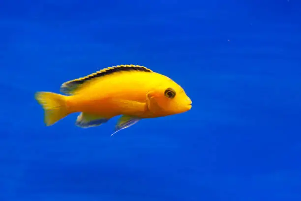 yellow aquarium fish against blue background