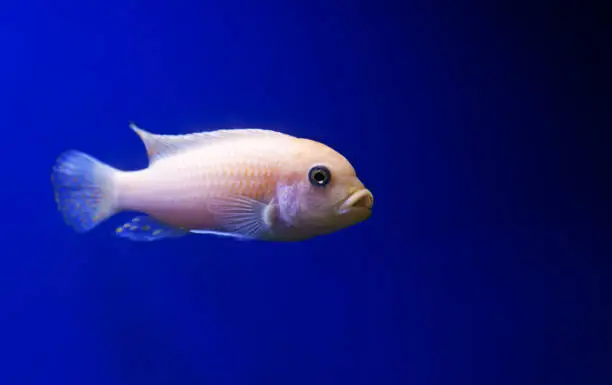 white and light yellow aquarium fish against a blue background