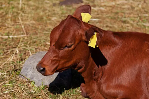 a reddish-brown calf lies in the sun and takes it easy