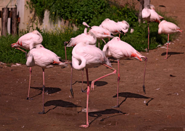 flamingos hiding their heads under their feathers