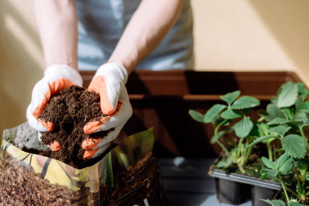 istock Woman take soil from bag and transplanting strawberries seedlings 1485374921