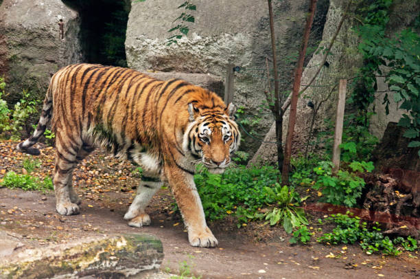 istock a tiger sneaks around in the jungle 1485374972