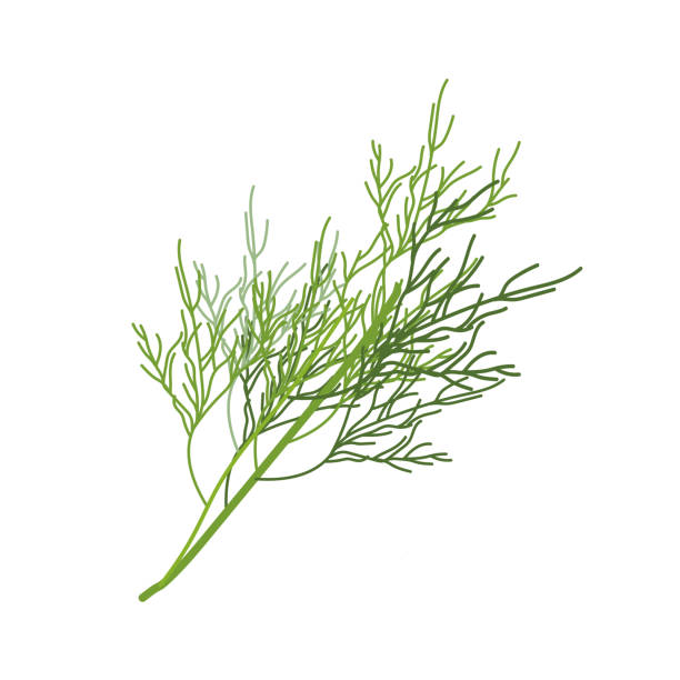 흰색 배경에 격리된 딜 장식 - fennel seed spice white background stock illustrations