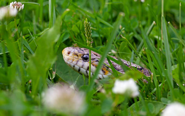 corn snake looks up with its head from the grass corn snake looks up with its head from the grass elaphe guttata guttata stock pictures, royalty-free photos & images