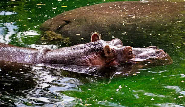 two hippos swimming together in green water