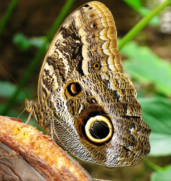 a very large tropical butterfly feeding on a banana