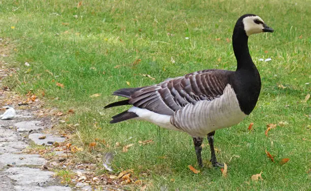 black and white Canada goose