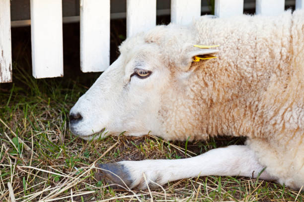 um cordeiro deitado e descansando no calor do verão - lamb merino sheep sheep horizontal - fotografias e filmes do acervo