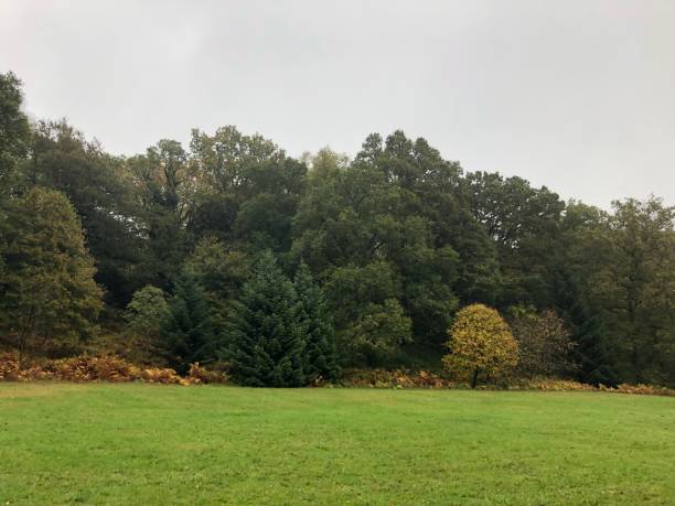 istock View of the woods from a field 1485375868
