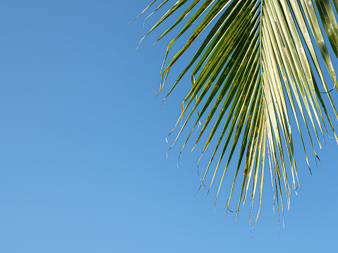 Green coconut leaves with blue sky. Coconut palm tree beautiful tropical background.