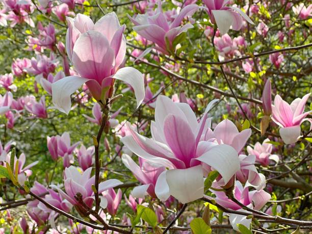 istock Magnolia flowers pink white petals in spring garden. 1485379399