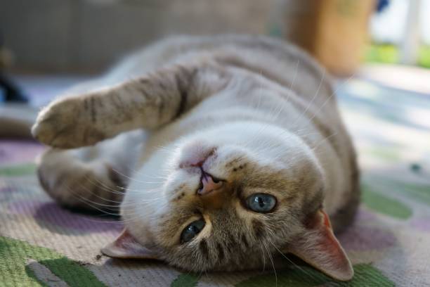 istock a close up of a cat laying down on a rug 1485379863