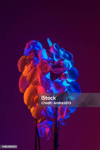 White Freesia Flowers Blooming Pink And Blue Neon Light Isolated Stock  Photo - Download Image Now - iStock